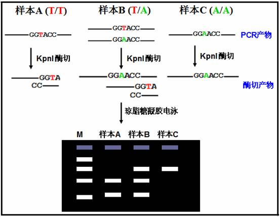 限制性內(nèi)切酶酶切片斷長度多態(tài)分析法
