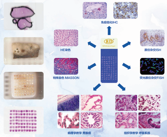 組織芯片定制服務(wù)