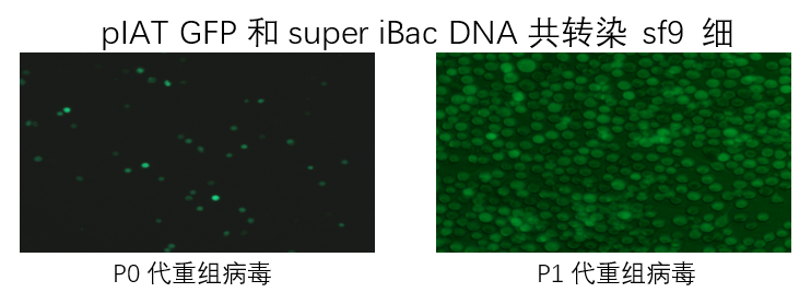 轉(zhuǎn)染GFP基因 Bac-Bac